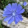 Photo de fleurs